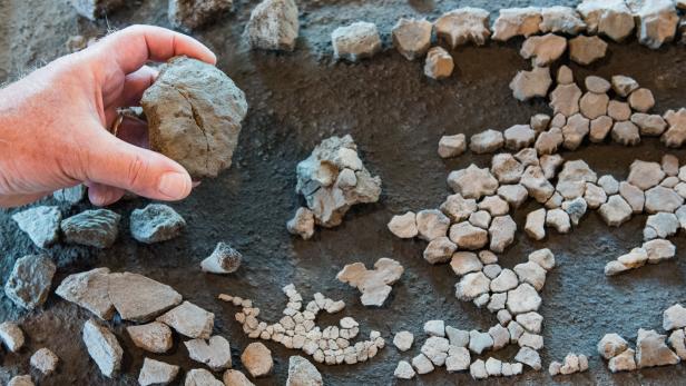 Elf Millionen Jahre alte Schildkröte gefunden