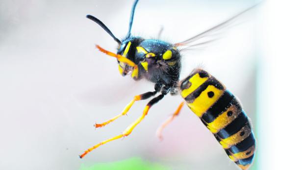 Wespenjahr 2020 -  Was Insektenexperten erwarten