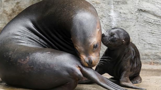 Babyalarm: Robben-Nachwuchs im Tiergarten Schönbrunn