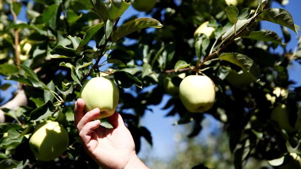 Streit um Apfelmost endete tödlich: Deutscher Rentner vor Gericht