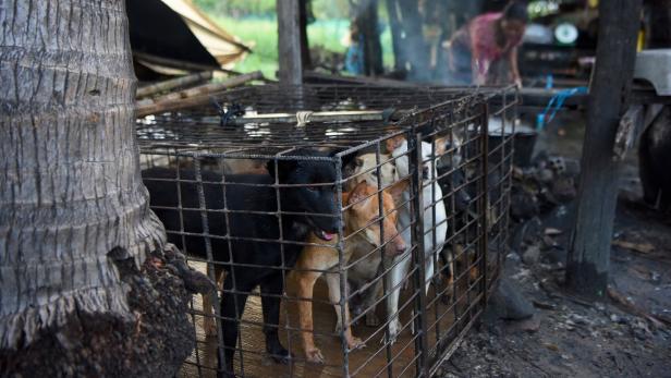 Kambodscha: Kein Hundefleisch mehr für Touristen