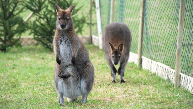 Kanga mit Nachwuchs im Beutel Lucky, Skippy hoppelt