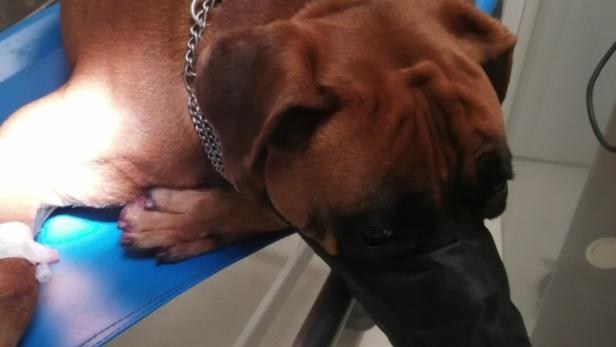 St. Pölten: Hund fiel von Anhänger, Polizisten retteten ihn