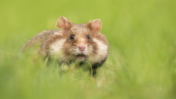 Adorable black bellied hamster in a green grass field