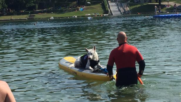 Neufelder See: Wasserrettung durch den Hund