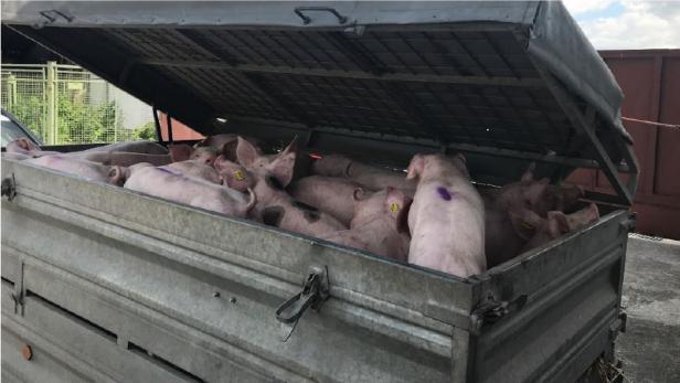 Tierquälerei: Tiertransporter in NÖ aus dem Verkehr gezogen