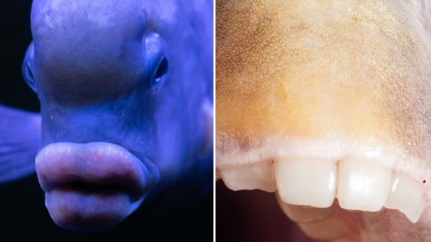 Dieser gruselige Fisch hat Lippen und Zähne wie ein Mensch | kurier.at