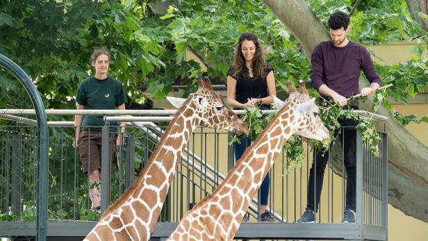 Schönbrunn bietet nun hautnahes Erlebnis für Giraffen-Fans