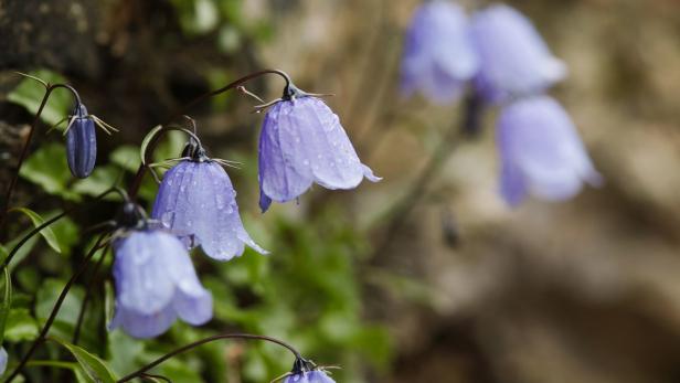 Naturnaher Garten: Wie Glockenblumen Insekten helfen