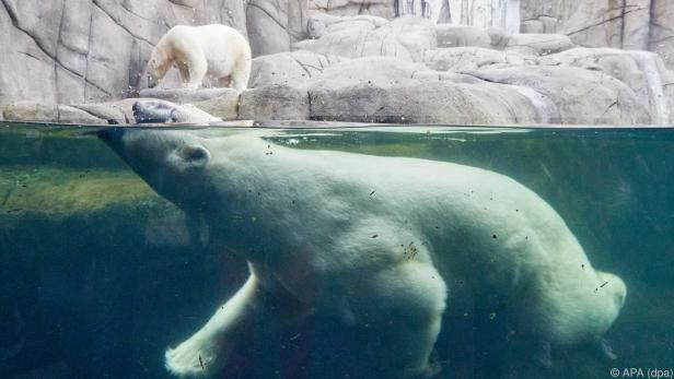 Überleben vielleicht nur noch in Zoos