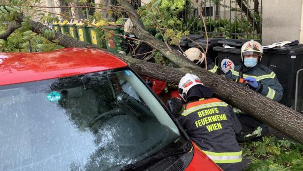 Josefstadt: Fußgänger von stürzendem Baum verletzt