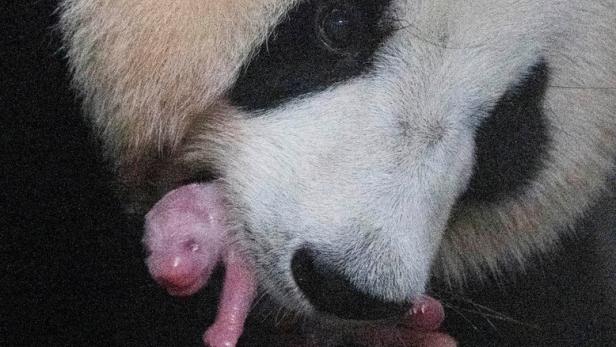 Erstes natürlich gezeugtes Pandabär-Baby in Zoo geboren