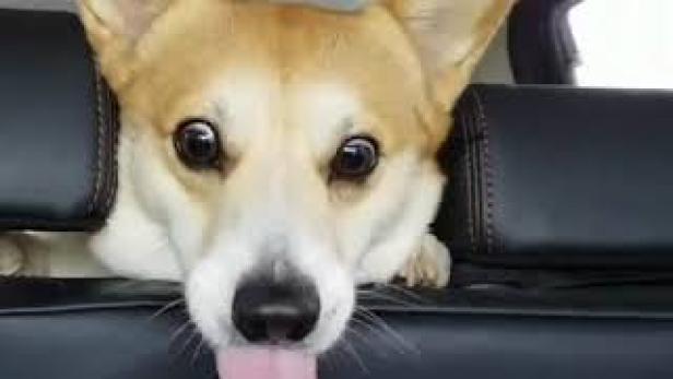 Emoji-Corgi: Dieser Hund schneidet die schrägsten Gesichter
