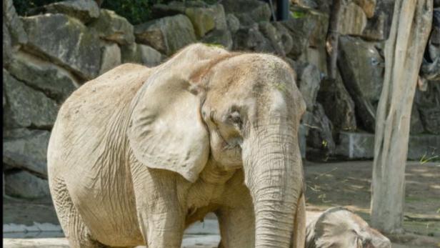 Podcast: Ein Babyelefant – aber zu wenig Besucher im Zoo Schönbrunn?