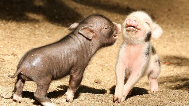 Minischweine sind süß - und schlau.