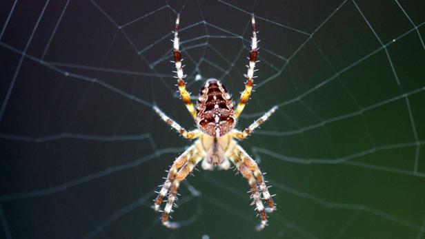 Angst vor Spinnen morgens besser behandelbar