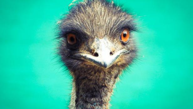 "Emmanuel, tu es nicht": Ein lästiger Emu geht viral