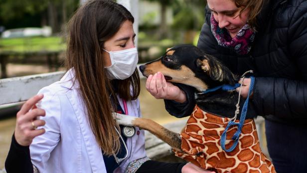 Menschen stecken Hunde und Katzen mit Coronavirus an