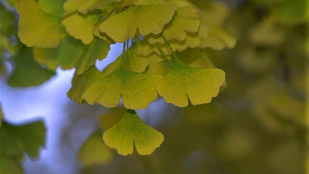 Ginkgo und Co.: Sind Bäume unsterblich?