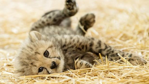 Nachwuchs: Vier junge Geparden im Tiergarten Schönbrunn