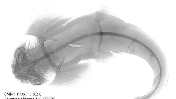 Eine Holotyp-Röntgenaufnahme des Afrikanische Engelhais.