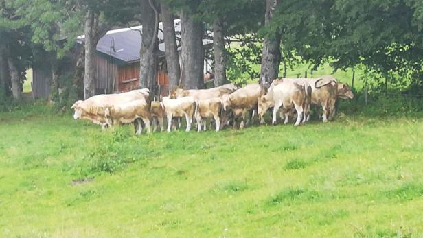 Charolais-Herde wurde am Türnitzer Eibl in Panik versetzt und gefilmt