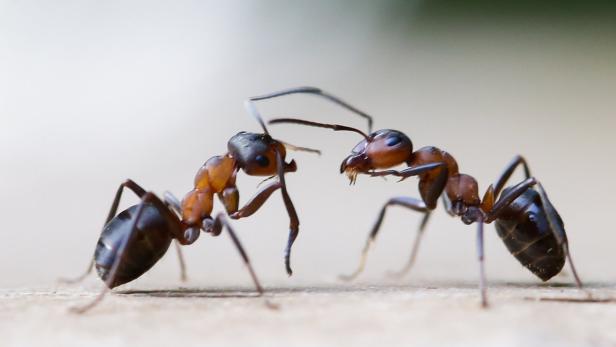 Derzeit sind mehr als 13.000 Arten von Ameisen beschrieben. Hier zu sehen: Zwei Exemplare der Kahlrückigen Waldameise.
