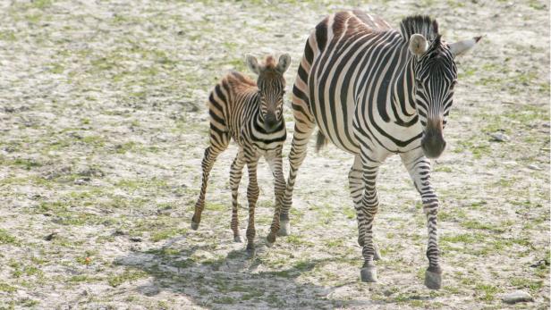 APA12519338-2 - 29042013 - KRENGLBACH - ÖSTERREICH: ZU APA 0059 CI - Das erst wenige Tage alte Zebrafohlen &quot;Timi&quot; erkundigt mit Mama &quot;Tina&quot; sein Gehege im Zoo Schmiding in Krenglbach (Bezirk Wels-Land) in Oberösterreich (undatiertes Archivbild). +++ WIR WEISEN AUSDRÜCKLICH DARAUF HIN, DASS EINE VERWENDUNG DES BILDES AUS MEDIEN- UND/ODER URHEBERRECHTLICHEN GRÜNDEN AUSSCHLIESSLICH IM ZUSAMMENHANG MIT DEM ANGEFÜHRTEN ZWECK ERFOLGEN DARF - VOLLSTÄNDIGE COPYRIGHTNENNUNG VERPFLICHTEND +++ APA-FOTO: ZOO SCHMIDING