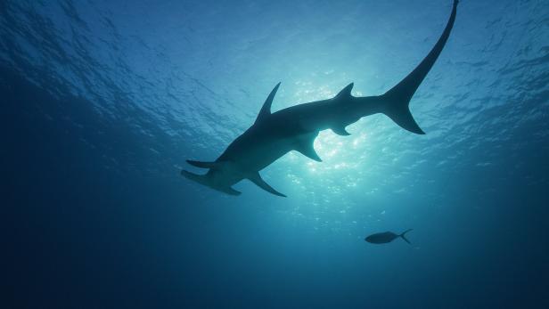Forscher entdeckten unbekannte Hai-Arten in Oberösterreich