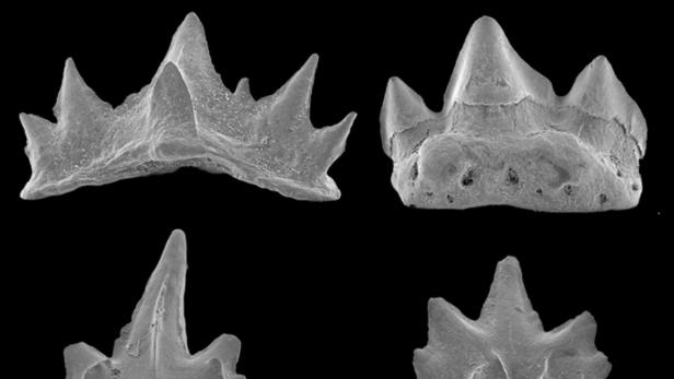 Die Haifischzähne sind 138 Millionen Jahre alt