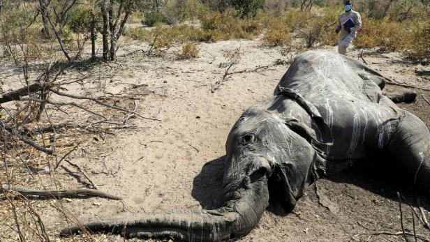 Elefantensterben in Botsuana: Nicht durch Pestizide