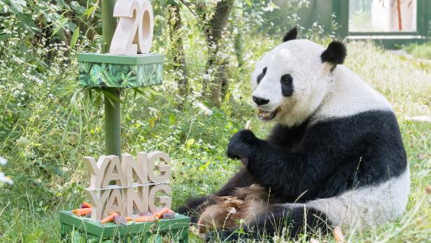 Schönbrunn: Panda-Weibchen Yang Yang feiert 20. Geburtstag