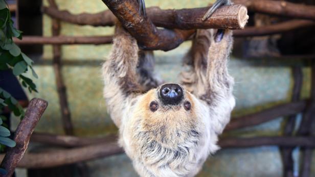 Ältestes Faultier der Welt in deutschem Zoo gestorben