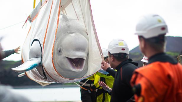 Hurra! Diese Belugawale werden nach Jahren in Gefangenschaft ins Meer entlassen
