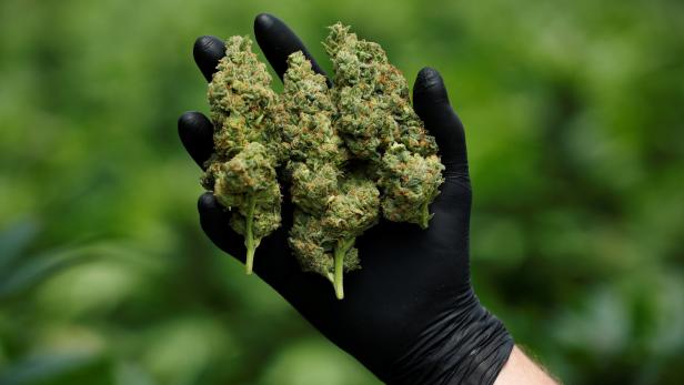 Legales Cannabis mit kuriosen Regeln