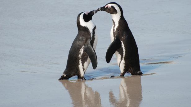 Der Name Pinguin kommt ursprünglich aus dem Walisischen. Hier heißt es &quot;Pen Gwyn&quot; und bedeutet &quot;Weißer Kopf&quot;