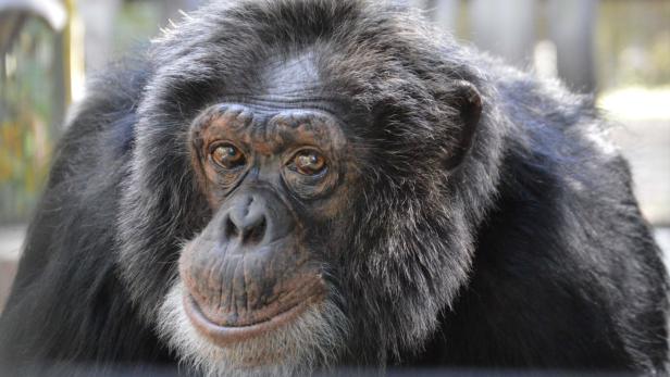 Kehlkopf-Entwicklung ging bei Affen schneller als bei Fleischfressern