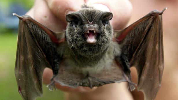 Mopsfledermaus