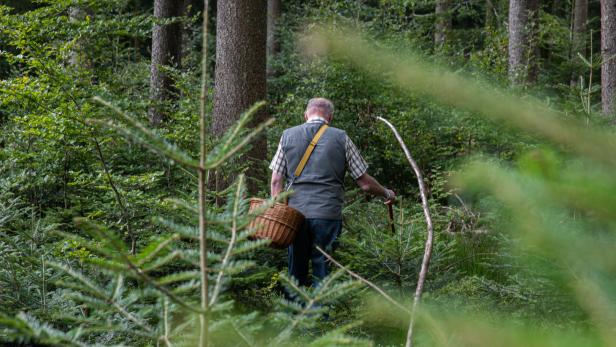 Bereits vier Tote: Rekord an Pilzjagd-Unfällen in den Bergen