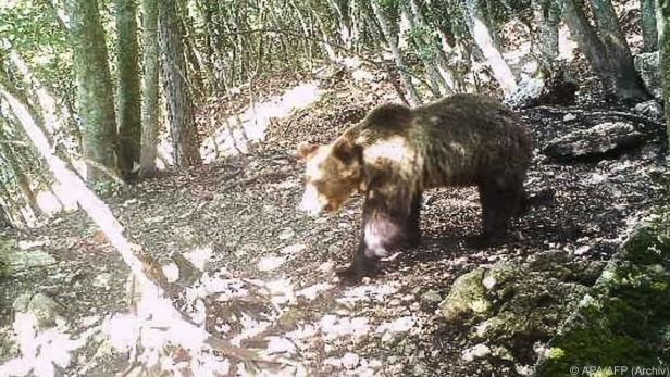 Problembär M49 auf einem "Fahndungsfoto"