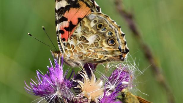 Schmetterlingszählung: Hälfte der heimischen Arten ist bedroht