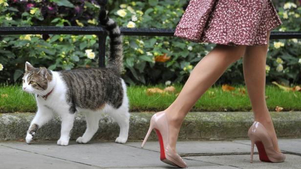 Das ist Larry, er ist schätzungsweise neun Jahre alt und lebt in der Downing Street Nr. 10 - nach mehreren Jahren auf den Straßen Londons, wie viele genau konnten die Londoner Behörden nicht herausfinden.