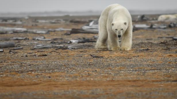 Polar Bear on Land in the Arctic National Wildlife Refuge