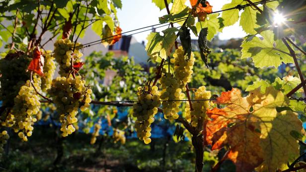 NÖ: Hartes Jahr für die Weinbauern, Tourismus soll Rettung bringen