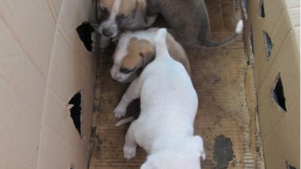 Die Hundewelpen wurden beschlagnahmt und zum Tierarzt gebracht
