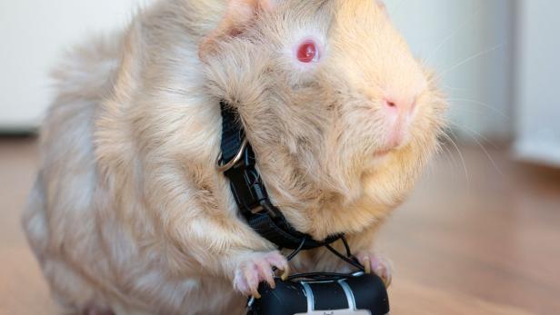 Chris Keeney, Fotograf, Grafiker und Buchautor, lebt und arbeitet in San Diego/Kalifornien. Für sein Buch bat der Künstler 17 Tiere - darunter ein Meerschweinchen - vor und hinter die Kamera.