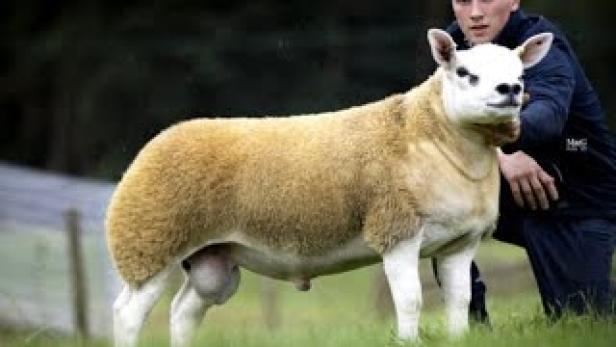 Über 400.000 Euro: So sieht das teuerste Schaf der Welt aus