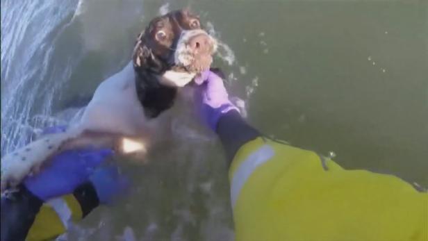 Wales: Hund, der Möwen jagt, wird aus Meer gerettet