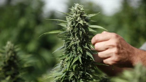 Eine Hand berührt eine blühende Cannabis-Pflanze auf einem Feld.