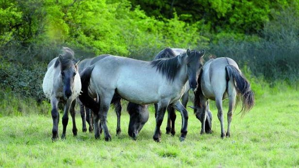 Lust auf Freizeit: Wilde Pferde zum Anfassen nahe - die Top-Tipps rund ums Wochenende!